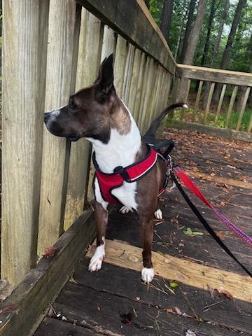 Selena, an adoptable Boxer in Raleigh, NC, 27627 | Photo Image 2