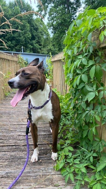 Selena, an adoptable Boxer in Raleigh, NC, 27627 | Photo Image 4