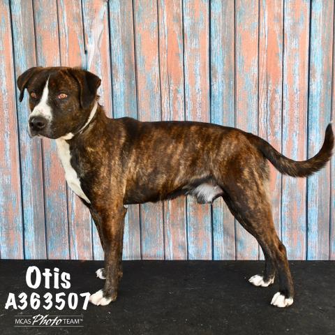 OTIS