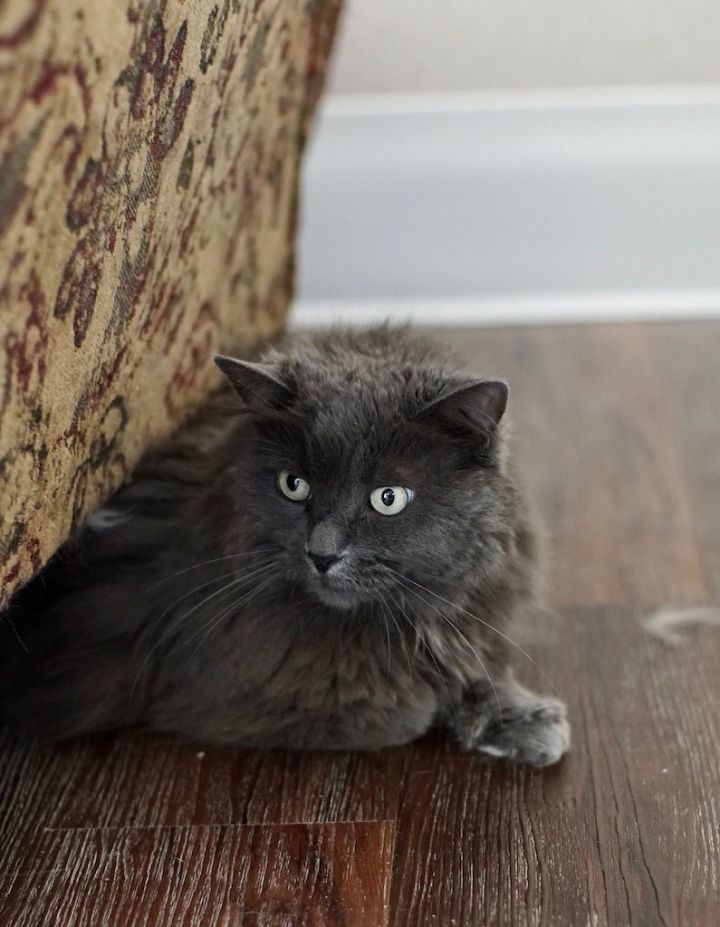 Buffy, an adoptable Domestic Long Hair in Naperville, IL_image-2