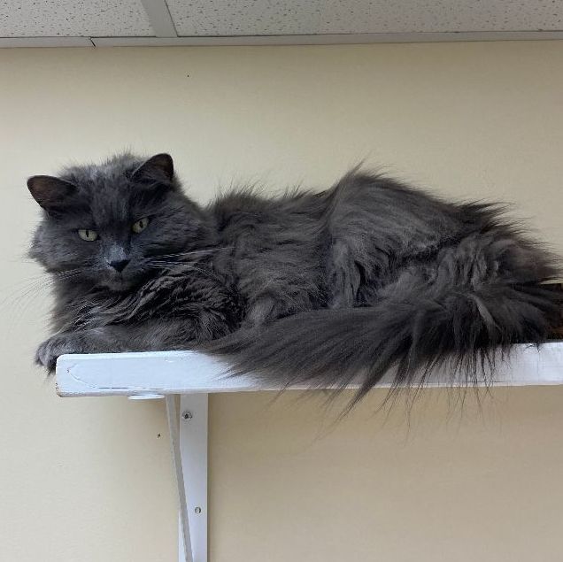 Buffy, an adoptable Domestic Long Hair in Naperville, IL_image-1