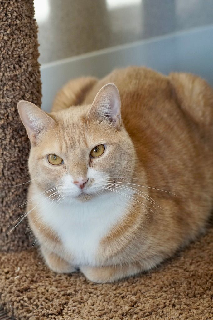 Hercules, an adopted Domestic Short Hair Mix in Naperville, IL_image-1