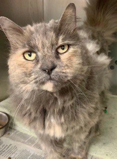 Cat for adoption - MOROCCO, a Dilute Tortoiseshell & Domestic Medium Hair  Mix in Toronto, ON | Petfinder
