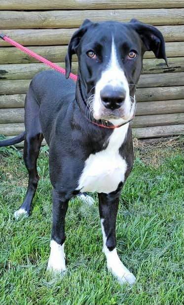 Brooklyn, an adoptable Great Dane in Rockville, MD_image-3
