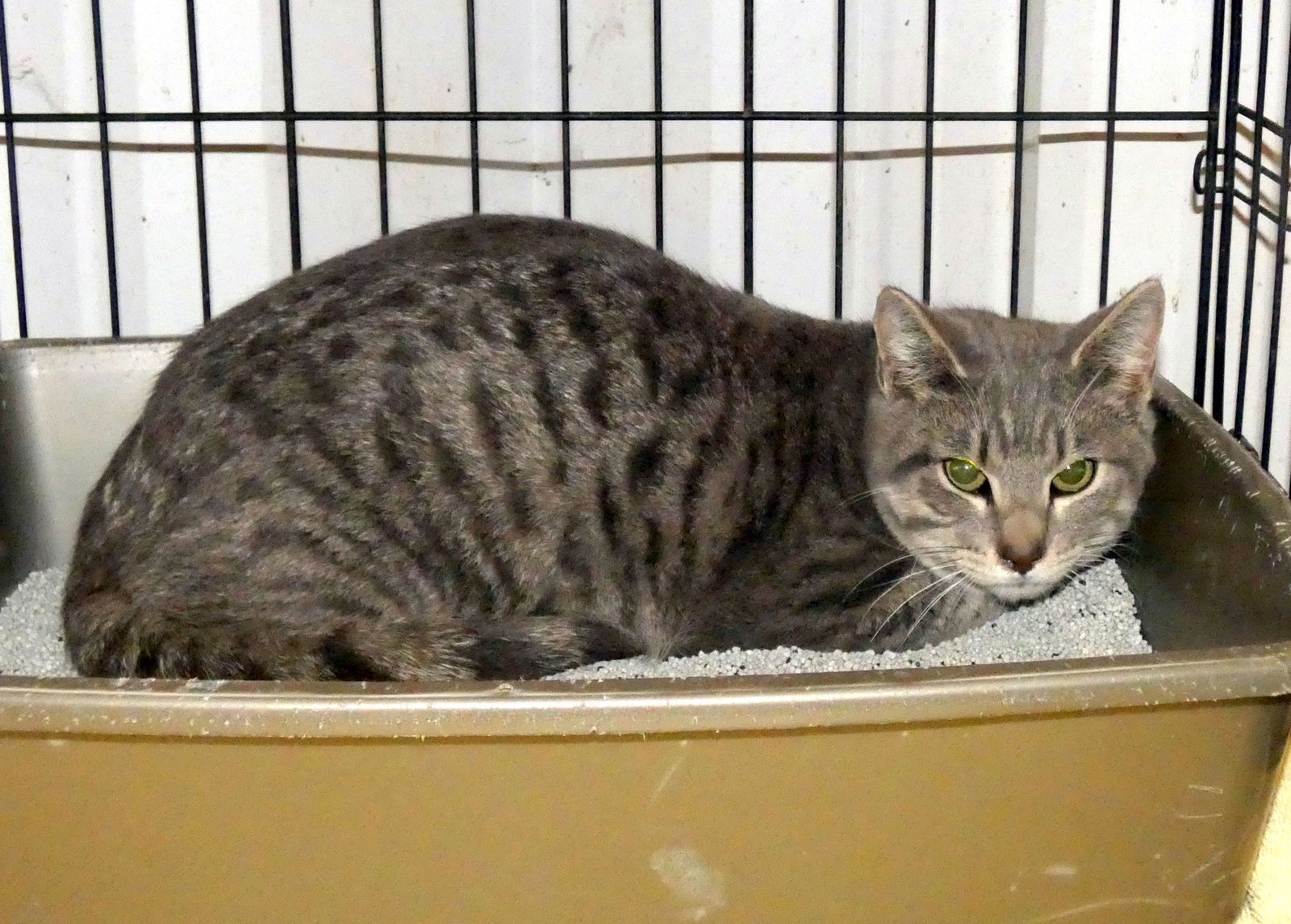 Rocket 8322, an adoptable Tabby, Domestic Short Hair in Pryor, OK, 74361 | Photo Image 1