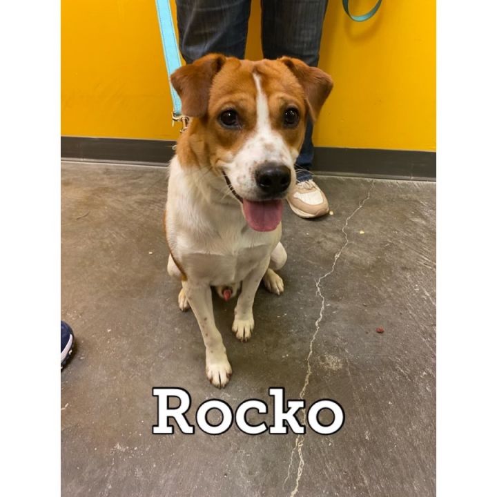 Rocko, an adoptable Fox Terrier & Jack Russell Terrier Mix in Waynesburg, PA_image-2