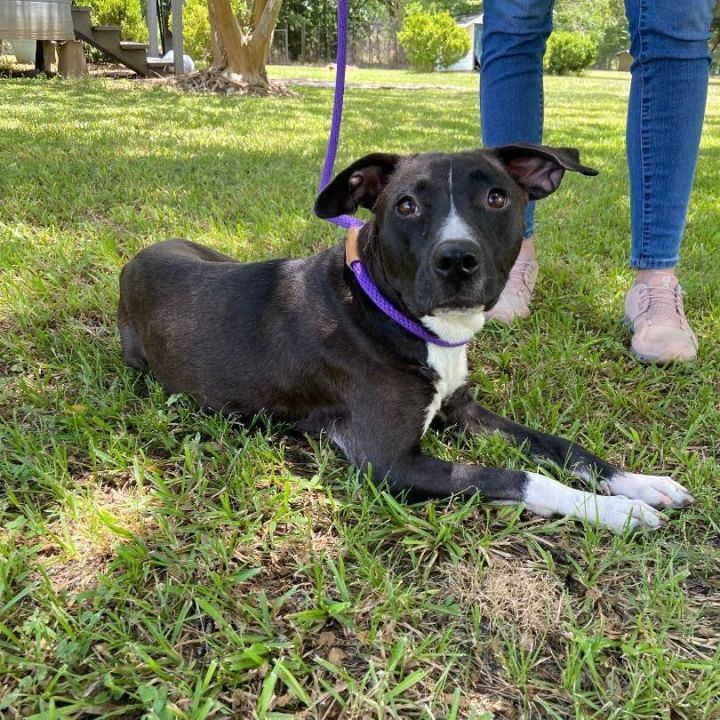 Mish Mash, an adoptable Terrier Mix in Carencro, LA_image-1