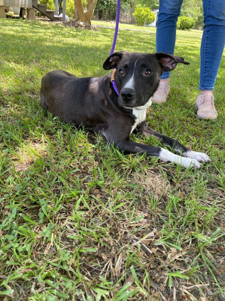 Mish Mash, an adoptable Terrier Mix in Carencro, LA_image-4