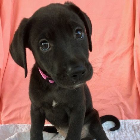 Olivia, an adoptable Labrador Retriever & Terrier Mix in Carencro, LA_image-1