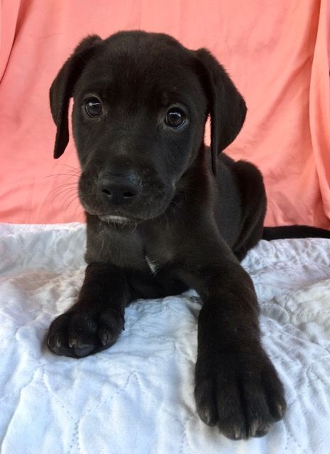 Olivia, an adoptable Labrador Retriever & Terrier Mix in Carencro, LA_image-3