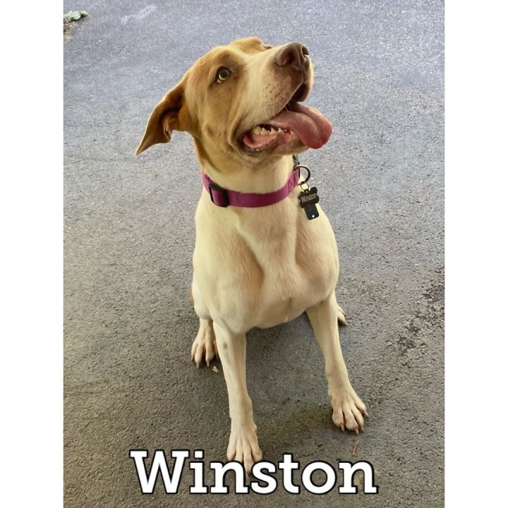 Winston, an adoptable Shepherd Mix in Waynesburg, PA_image-1
