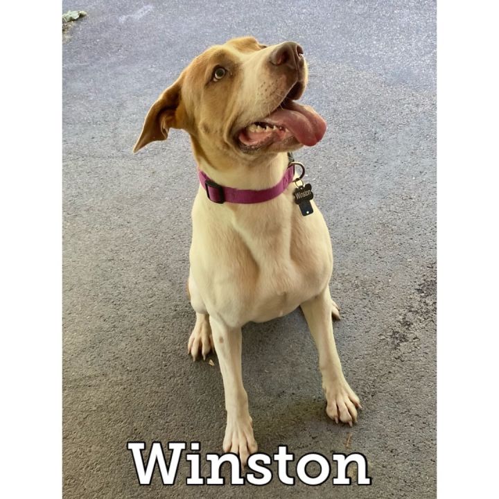 Winston 1