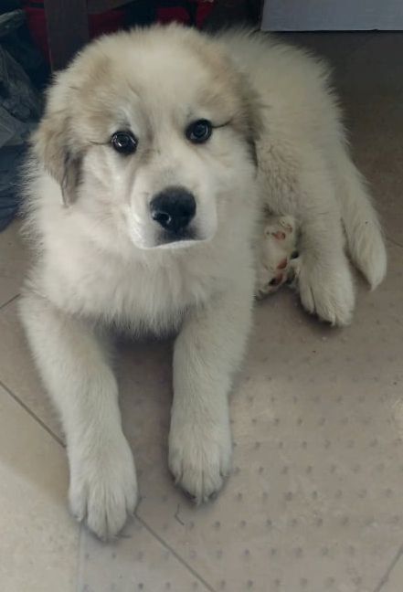 Great pyrenees puppies for adoption hot sale near me