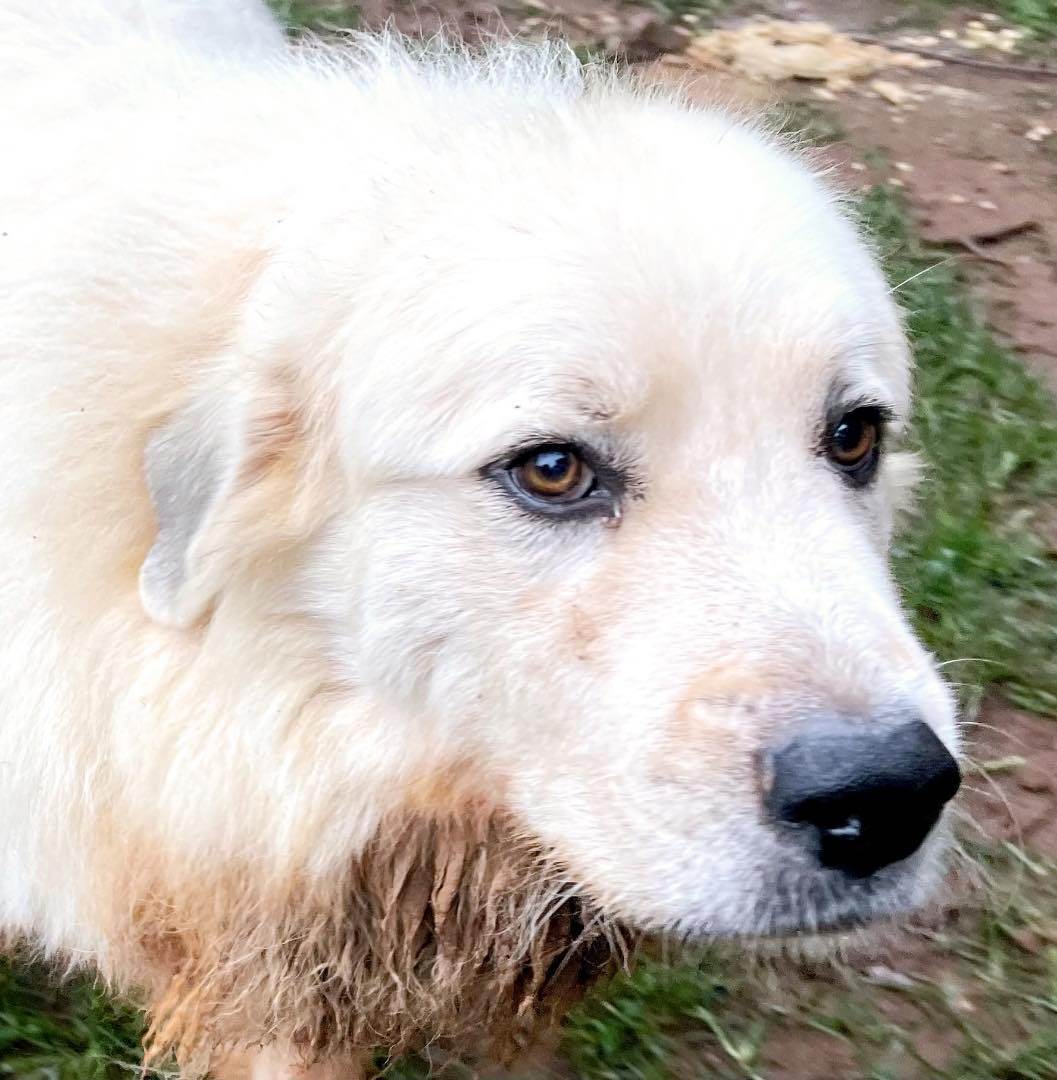Odie, an adoptable Great Pyrenees in Claremont, NC, 28610 | Photo Image 1