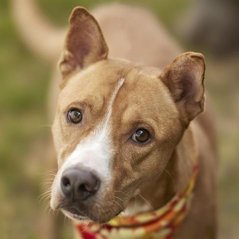 RAULIE, an adoptable Carolina Dog in Rosenberg, TX, 77471 | Photo Image 1