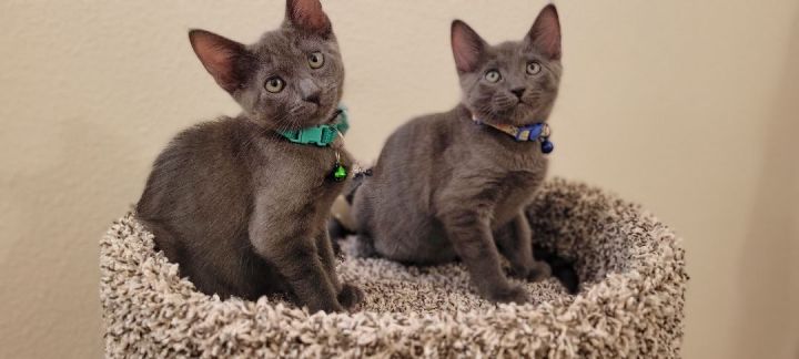 Nala and Mera, an adoptable Russian Blue Mix in Mission Viejo, CA_image-1