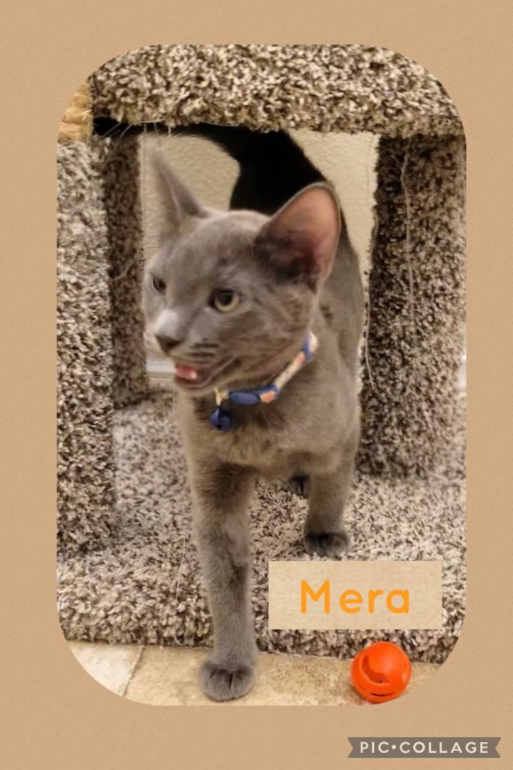 Nala and Mera, an adoptable Russian Blue Mix in Mission Viejo, CA_image-4