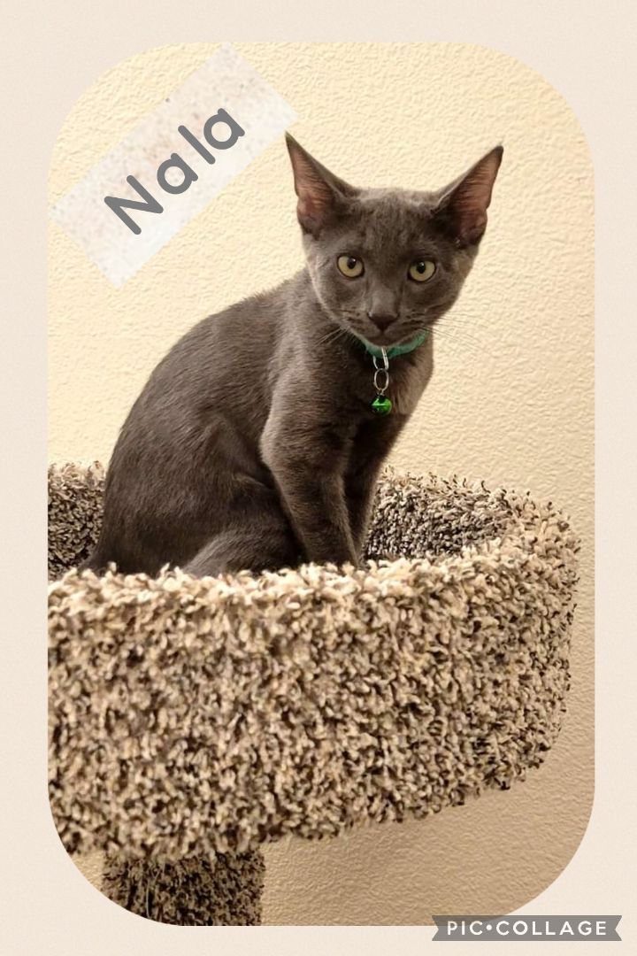 Nala and Mera, an adoptable Russian Blue Mix in Mission Viejo, CA_image-6