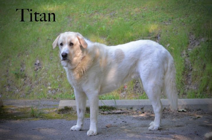Titan, an adoptable Great Pyrenees in Sevierville, TN_image-1