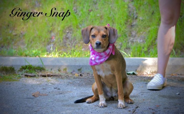 Ginger Snap, an adopted Beagle Mix in Sevierville, TN_image-1