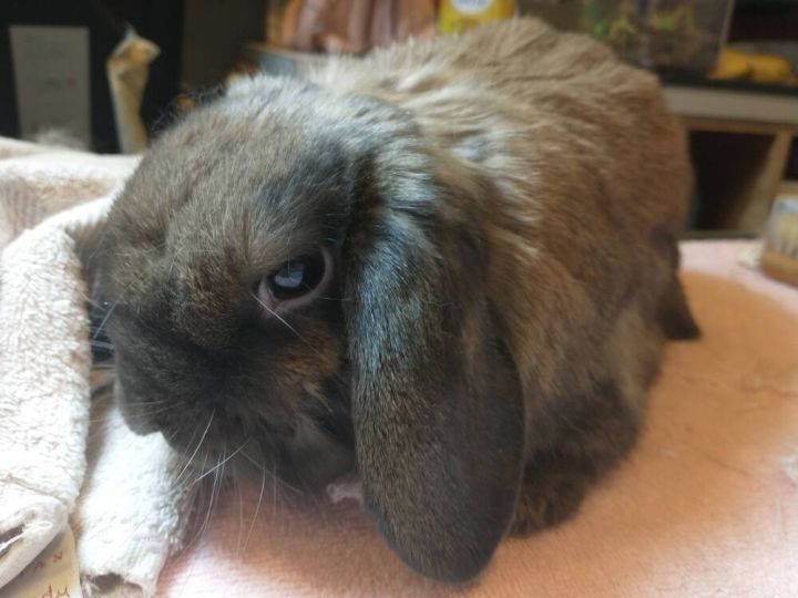 Bruiser, an adoptable Lop Eared & Lionhead Mix in Dallas, PA_image-4