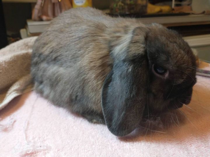 Bruiser, an adoptable Lop Eared & Lionhead Mix in Dallas, PA_image-5