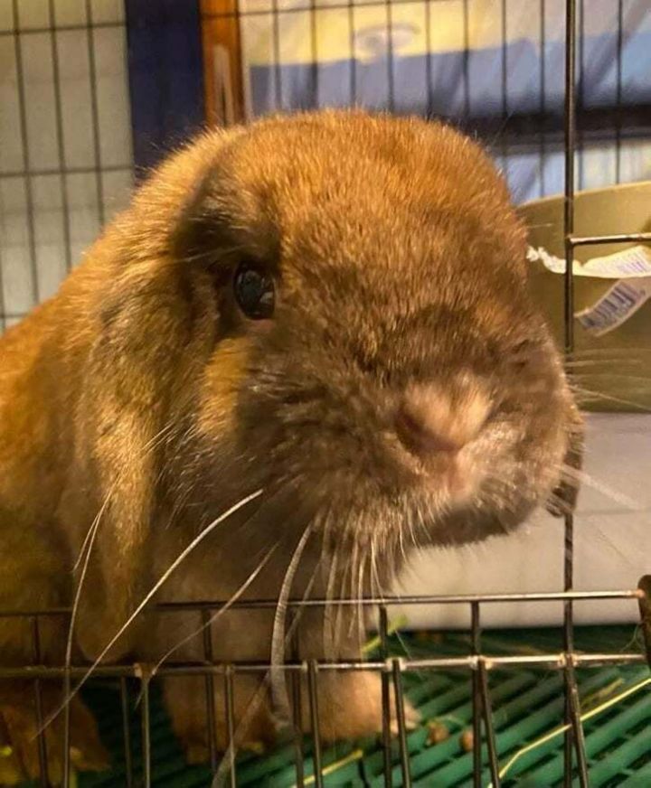 Cruiser, an adoptable Lop Eared & Lionhead Mix in Dallas, PA_image-3