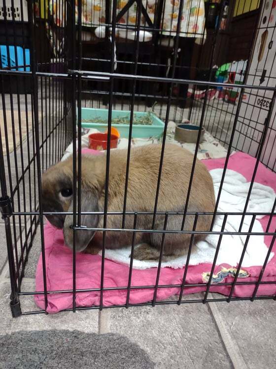 Cruiser, an adoptable Lop Eared & Lionhead Mix in Dallas, PA_image-6