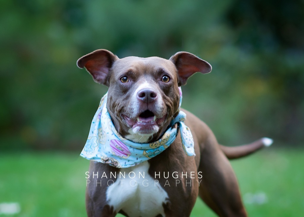 Hazel, an adoptable Pit Bull Terrier, Mixed Breed in Macon, GA, 31210 | Photo Image 1