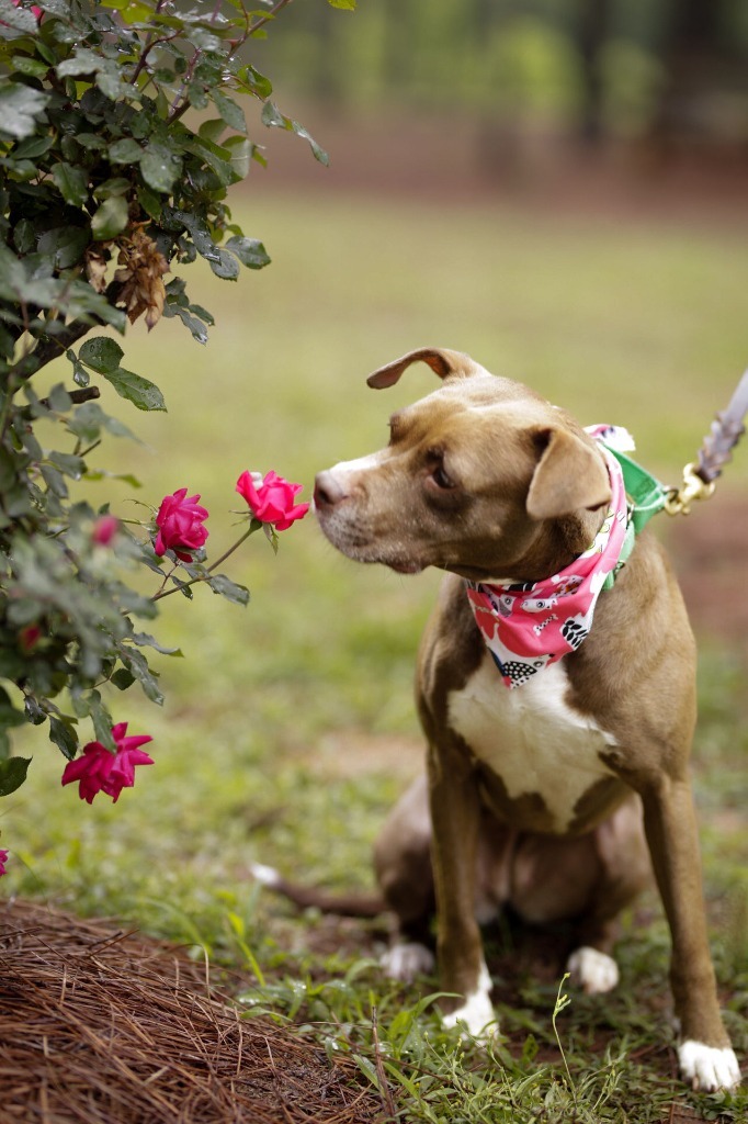 Hazel, an adoptable Pit Bull Terrier, Mixed Breed in Macon, GA, 31210 | Photo Image 2