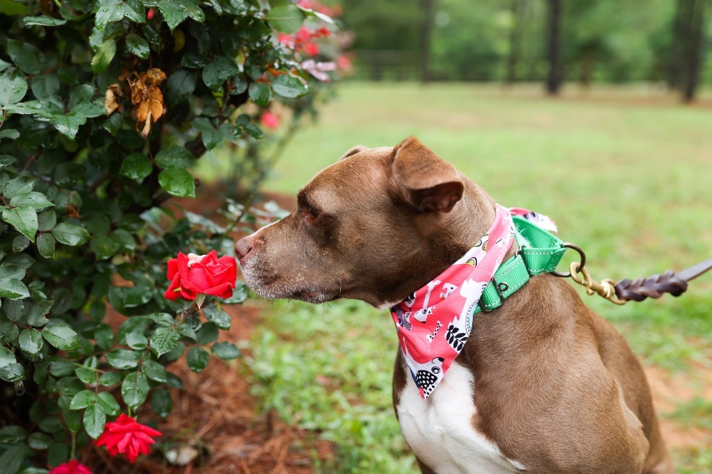 Hazel, an adoptable Pit Bull Terrier, Mixed Breed in Macon, GA, 31210 | Photo Image 3