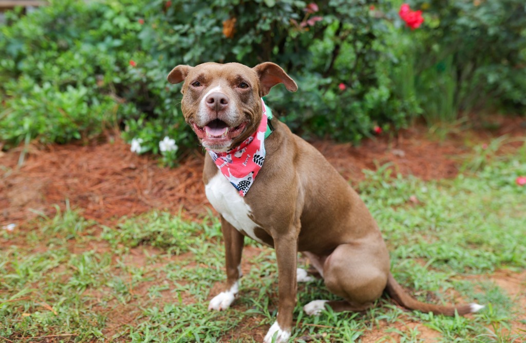 Hazel, an adoptable Pit Bull Terrier, Mixed Breed in Macon, GA, 31210 | Photo Image 3