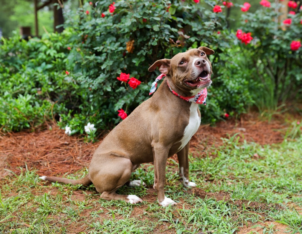 Hazel, an adoptable Pit Bull Terrier, Mixed Breed in Macon, GA, 31210 | Photo Image 5