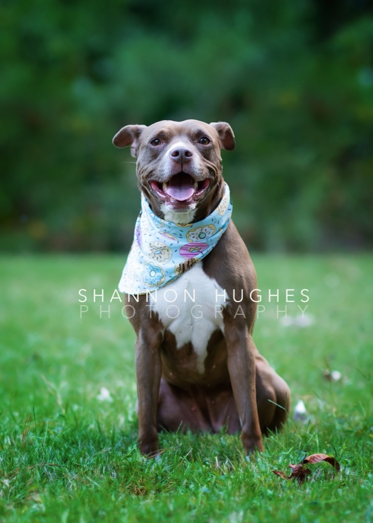 Hazel, an adoptable Pit Bull Terrier, Mixed Breed in Macon, GA, 31210 | Photo Image 5