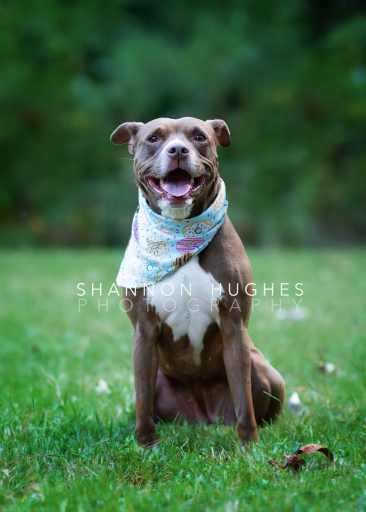 Hazel, an adoptable Pit Bull Terrier, Mixed Breed in Macon, GA, 31210 | Photo Image 5
