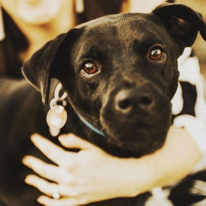 Jack, an adoptable Labrador Retriever & Terrier Mix in Cumming, GA_image-1