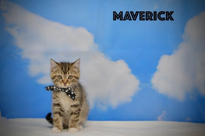 Maverick, an adopted Tabby in Sevierville, TN_image-1