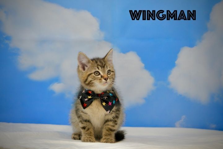 Wingman, an adoptable Tabby in Sevierville, TN_image-1