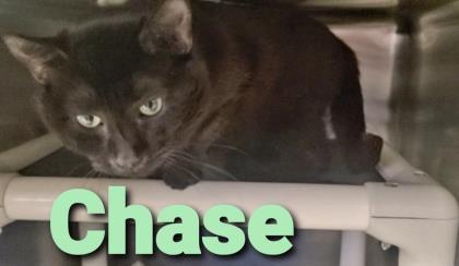 Chase 1