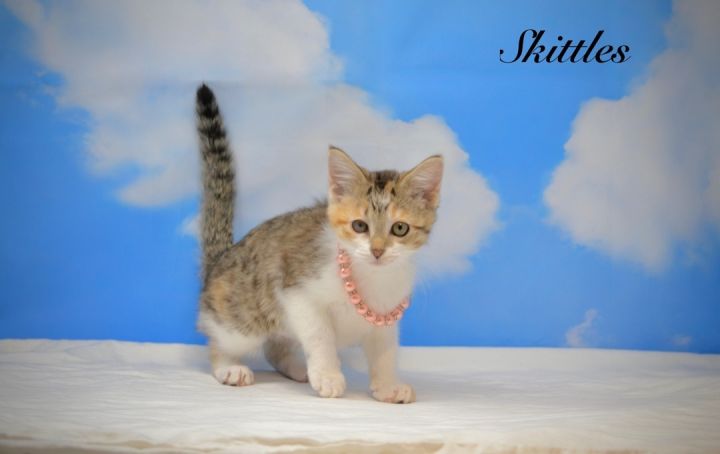 Skittles, an adoptable Domestic Short Hair in Sevierville, TN_image-1