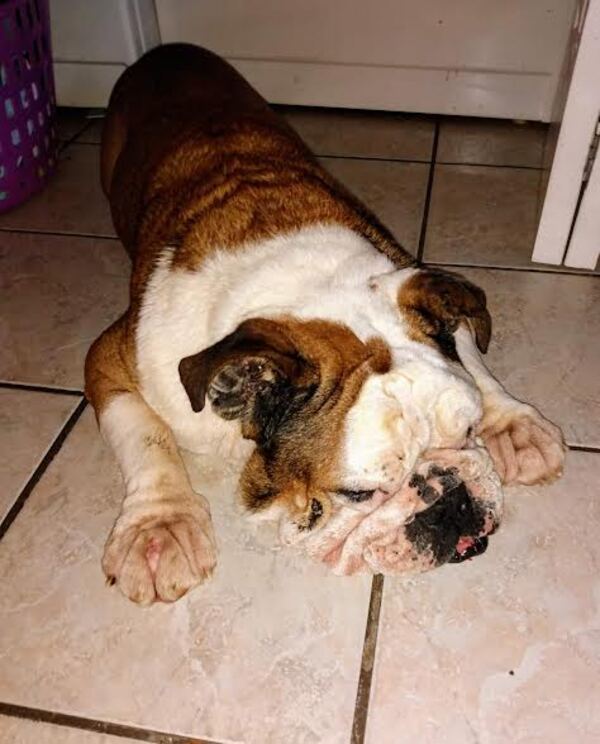 Rocco, an adoptable English Bulldog in Winchester, KY_image-2