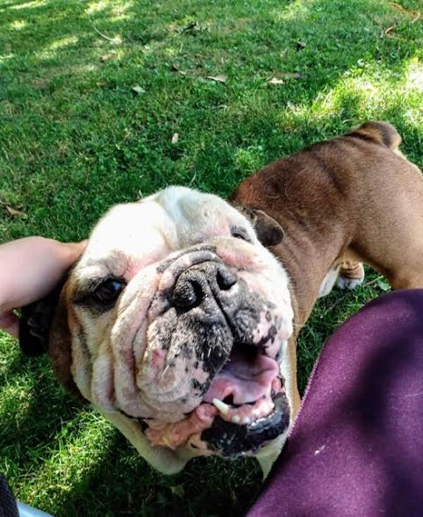 Rocco, an adoptable English Bulldog in Winchester, KY_image-3