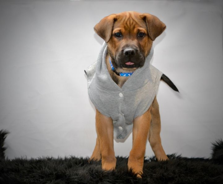 Shaq, an adopted Mastiff & Bloodhound Mix in Sevierville, TN_image-2