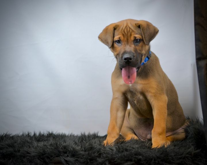 Shaq, an adopted Mastiff & Bloodhound Mix in Sevierville, TN_image-3