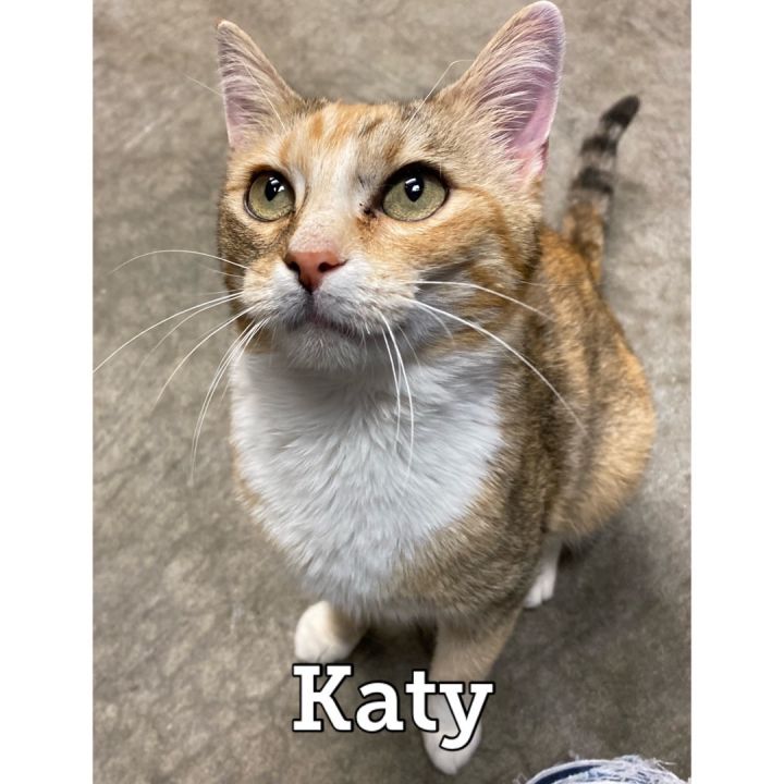 Katy, an adoptable Domestic Short Hair in Waynesburg, PA_image-1