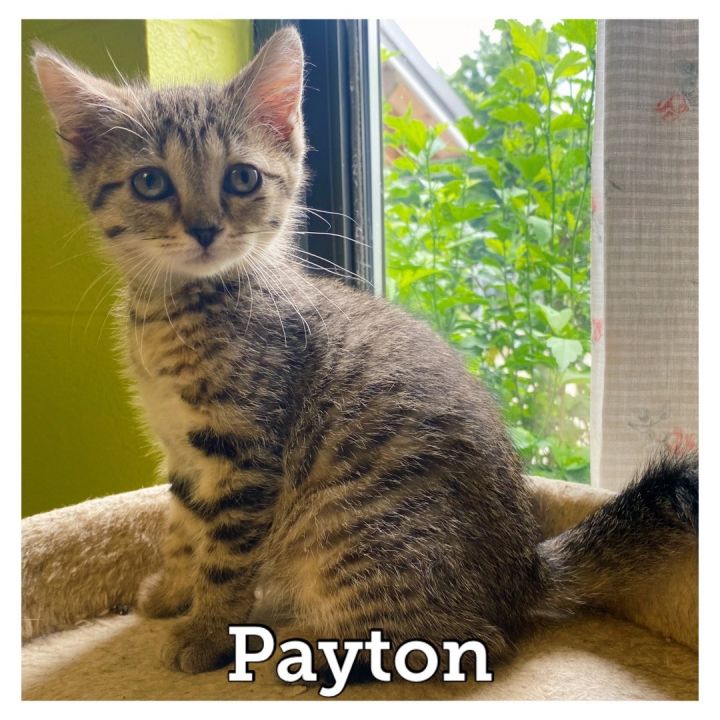 Payton, an adopted Domestic Short Hair in Waynesburg, PA_image-1