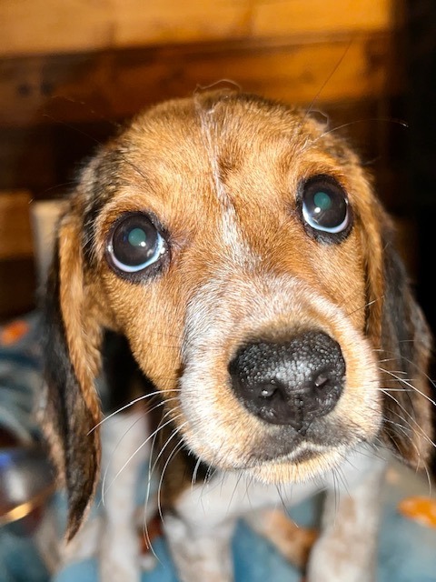 Squeaks, an adoptable Beagle Mix in Cincinnati, OH_image-2