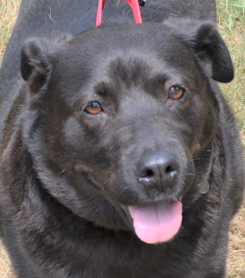 Pepper (Senior)