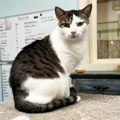 Greta, an adoptable Domestic Short Hair in Mount Juliet, TN, 37122 | Photo Image 1