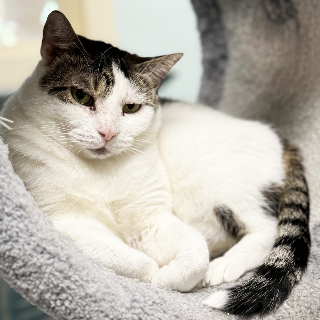 Greta, an adoptable Domestic Short Hair in Mount Juliet, TN, 37122 | Photo Image 2